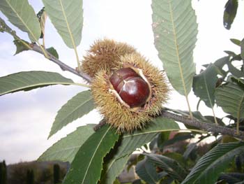Gesztenye