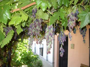 Pergola3
