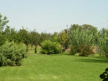 nyár