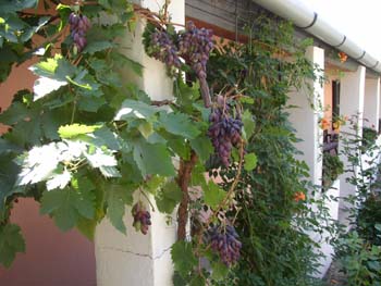 pergola2