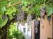 Pergola4