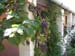 pergola2